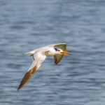 Elegant terns, beautiful coastal birds, perched on the beach, showcasing their presence during an immersive Monterey Bay Eco Tour.