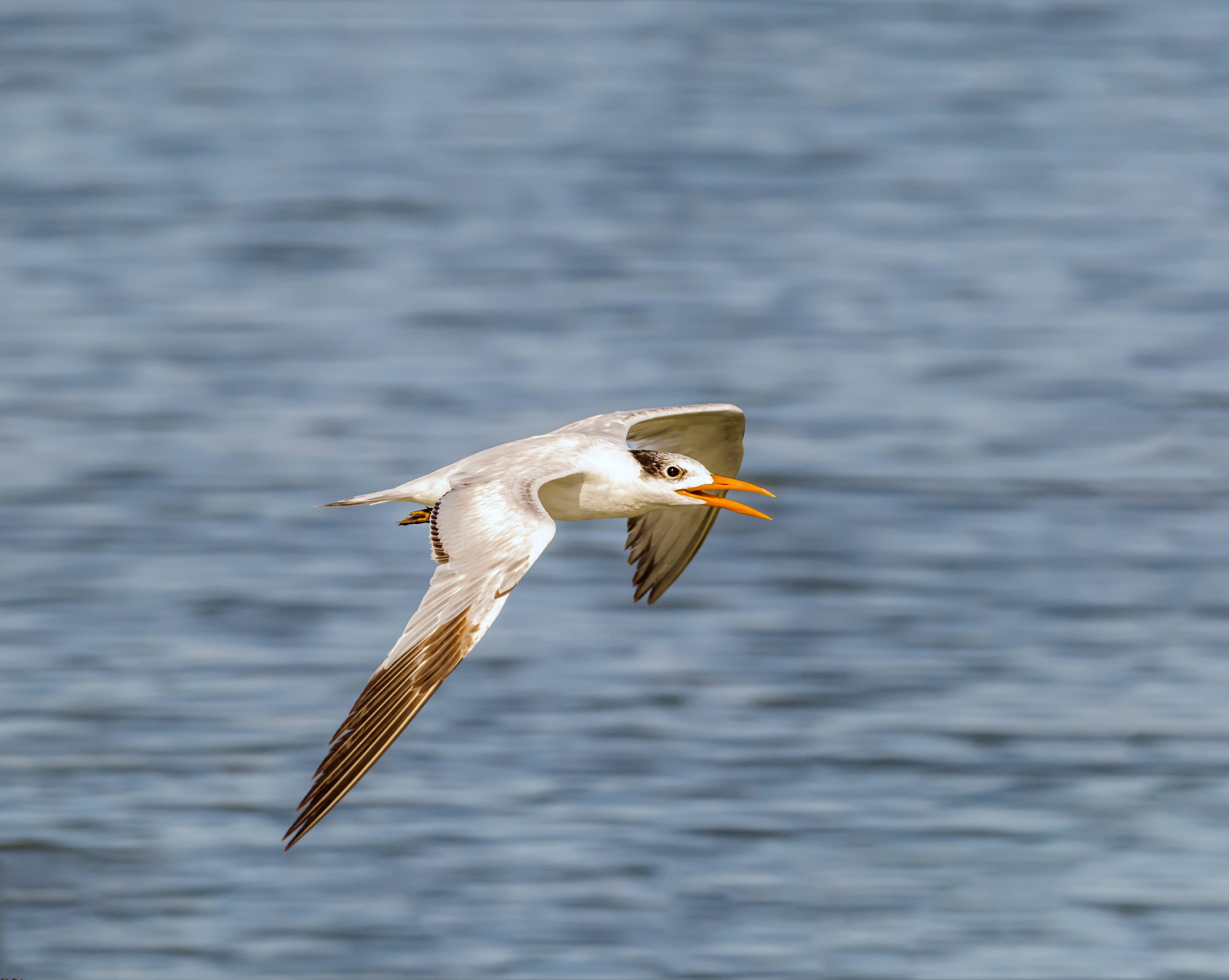 Elegant terns, beautiful coastal birds, perched on the beach, showcasing their presence during an immersive Monterey Bay Eco Tour.