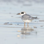 Elegant Forster's terns, beautiful coastal birds, perched on the beach, showcasing their presence during an immersive Monterey Bay Eco Tour.