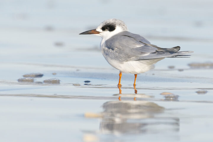 Elegant Forster's terns, beautiful coastal birds, perched on the beach, showcasing their presence during an immersive Monterey Bay Eco Tour.