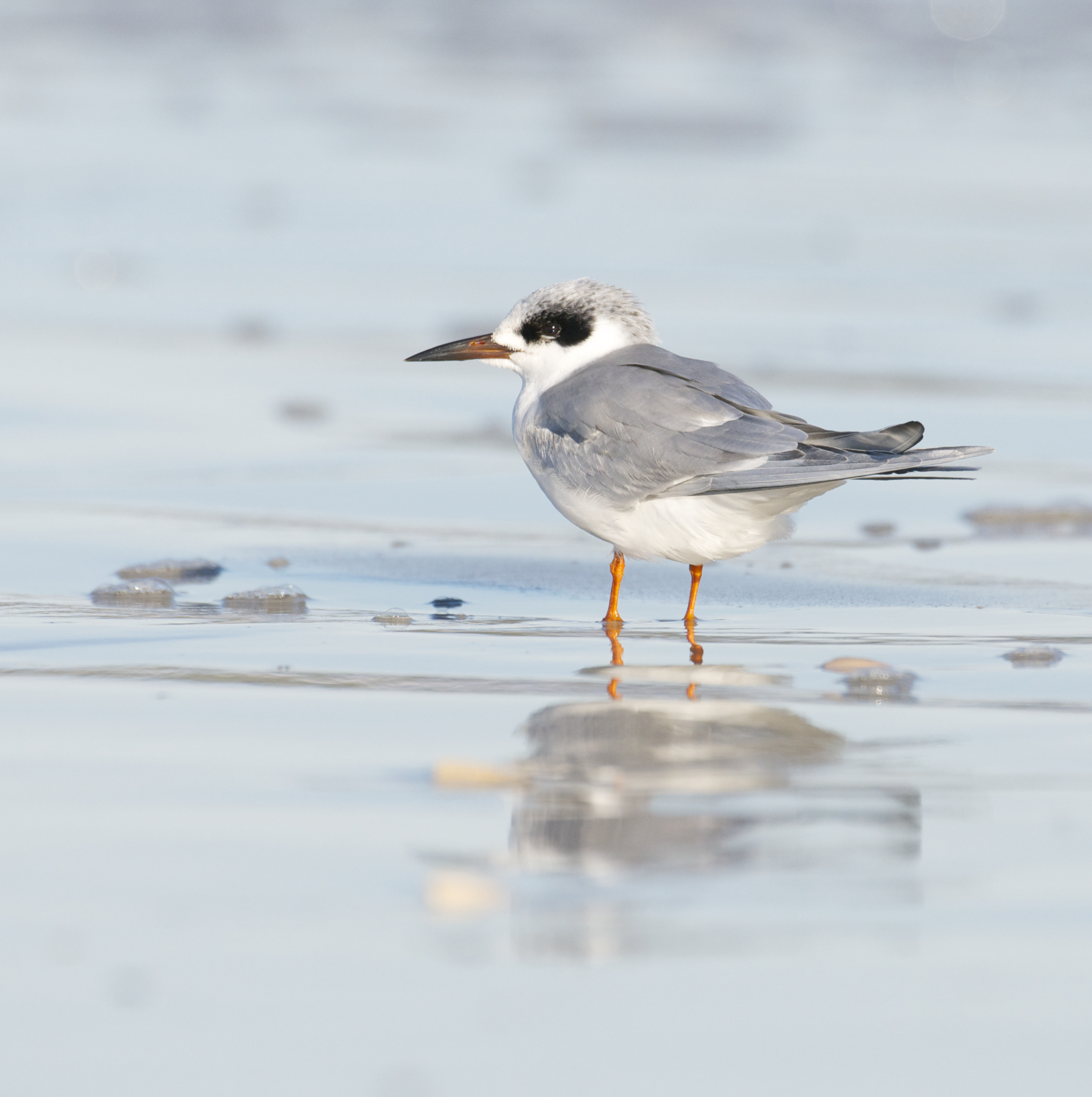 Elegant Forster's terns, beautiful coastal birds, perched on the beach, showcasing their presence during an immersive Monterey Bay Eco Tour.