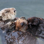 Heartwarming scene of an otter with a pup on its stomach, showcasing a special bonding moment during a memorable Monterey Bay Eco Tour.