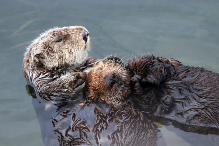 Heartwarming scene of an otter with a pup on its stomach, showcasing a special bonding moment during a memorable Monterey Bay Eco Tour.