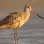 Graceful marbled godwit, a shorebird, standing on the beach, showcasing its beauty during an immersive Monterey Bay Eco Tour.