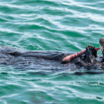 Delightful scene of an otter relishing a fat innkeeper worm meal, showcasing its natural feeding behavior during a thrilling Monterey Bay Eco Tour.