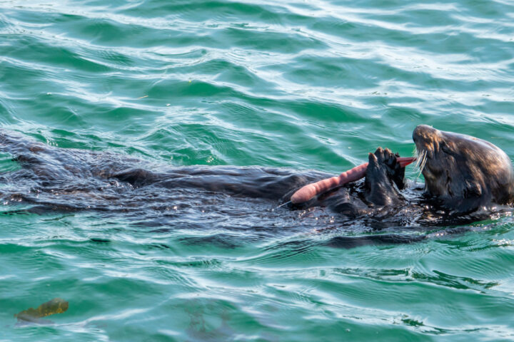 Delightful scene of an otter relishing a fat innkeeper worm meal, showcasing its natural feeding behavior during a thrilling Monterey Bay Eco Tour.
