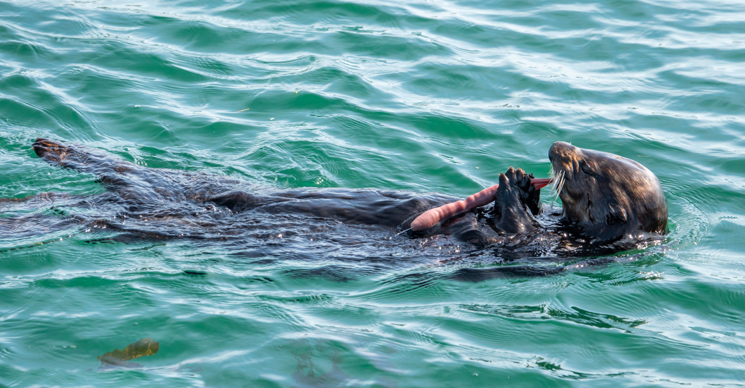 Delightful scene of an otter relishing a fat innkeeper worm meal, showcasing its natural feeding behavior during a thrilling Monterey Bay Eco Tour.
