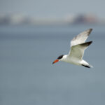 Majestic Caspian terns, magnificent coastal birds, perched on the beach, showcasing their presence during an immersive Monterey Bay Eco Tour.