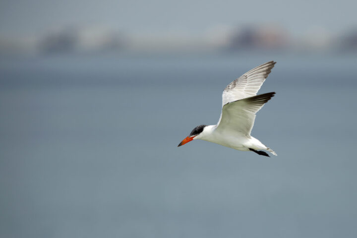 Majestic Caspian terns, magnificent coastal birds, perched on the beach, showcasing their presence during an immersive Monterey Bay Eco Tour.