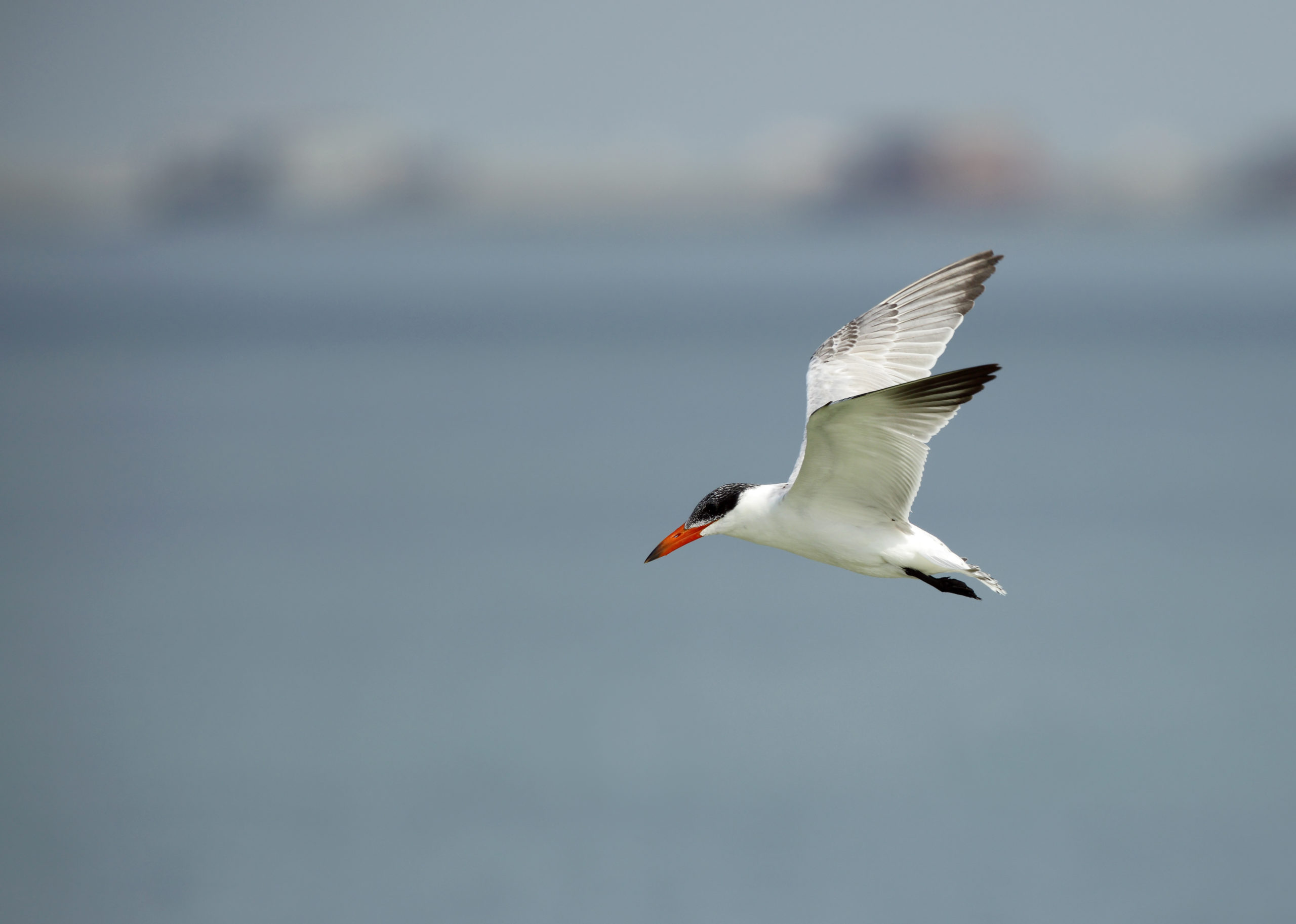 Majestic Caspian terns, magnificent coastal birds, perched on the beach, showcasing their presence during an immersive Monterey Bay Eco Tour.