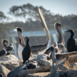 Wildlife viewing Brown Pelican Elkhorn Slough