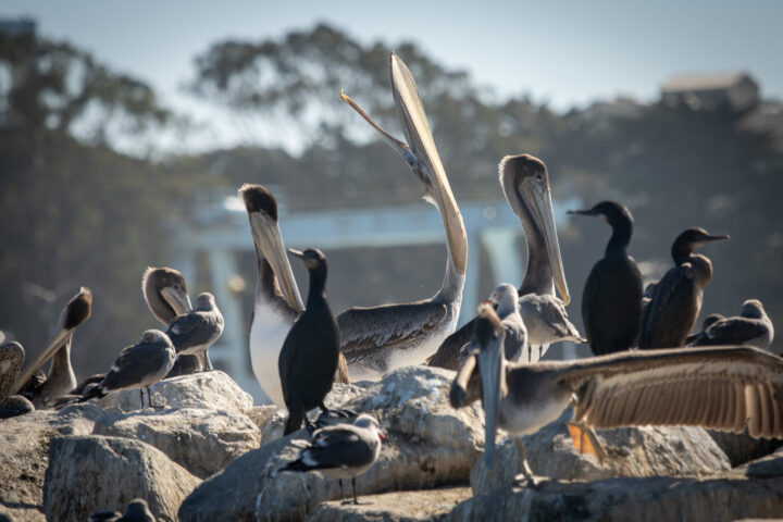 Wildlife viewing Brown Pelican Elkhorn Slough