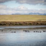 Raft of Otter Elkhorn Slough Moss Landing
