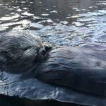 Sea otter grooming at the Monterey Bay Aquarium