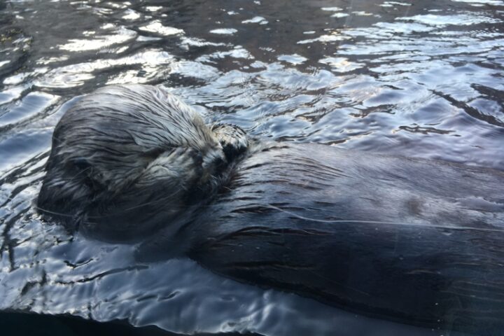 Sea otter grooming at the Monterey Bay Aquarium