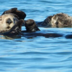 Raft of Otters Elkhorn Slough