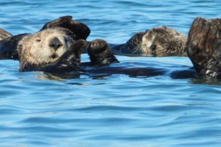 Raft of Otters Elkhorn Slough