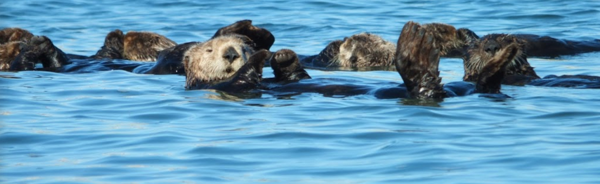Raft of Otters Elkhorn Slough