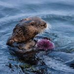 Monterey Bay Sea Otter Eating Boat Tour