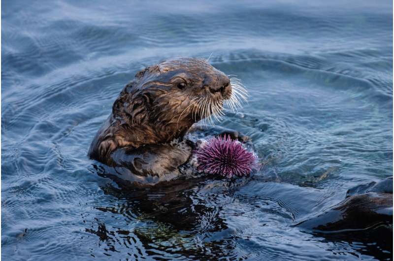 Monterey Bay Sea Otter Eating Boat Tour