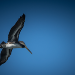 An elegant pelican soars effortlessly over the stunning Elkhorn Slough, part of the picturesque Monterey Bay. This fascinating ecosystem, a prime attraction for nature lovers, offers unparalleled eco-tourism experiences with Monterey Bay Eco Tours. Discover the beauty of coastal California, encounter its diverse wildlife, and learn about the delicate balance of its unique habitats. #MontereyBay #ElkhornSlough #Pelican #EcoTours #NatureExploration #CaliforniaAdventure #WildlifeSighting
