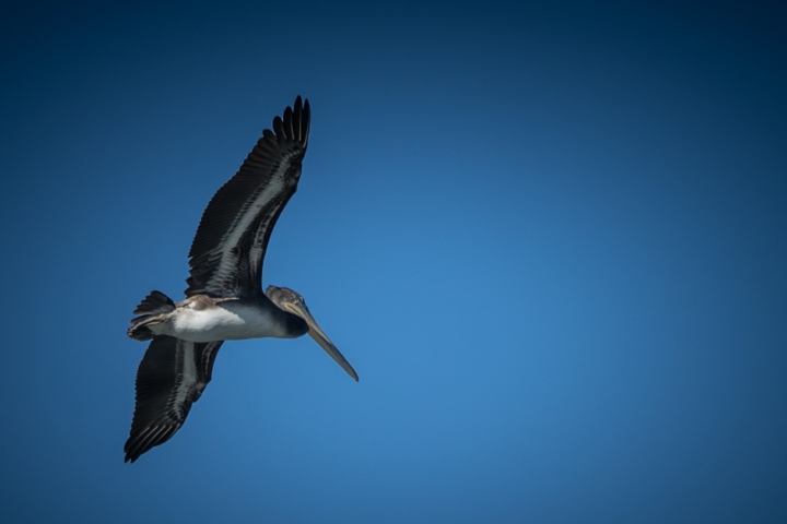 An elegant pelican soars effortlessly over the stunning Elkhorn Slough, part of the picturesque Monterey Bay. This fascinating ecosystem, a prime attraction for nature lovers, offers unparalleled eco-tourism experiences with Monterey Bay Eco Tours. Discover the beauty of coastal California, encounter its diverse wildlife, and learn about the delicate balance of its unique habitats. #MontereyBay #ElkhornSlough #Pelican #EcoTours #NatureExploration #CaliforniaAdventure #WildlifeSighting