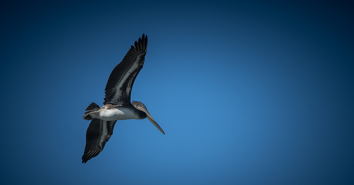 An elegant pelican soars effortlessly over the stunning Elkhorn Slough, part of the picturesque Monterey Bay. This fascinating ecosystem, a prime attraction for nature lovers, offers unparalleled eco-tourism experiences with Monterey Bay Eco Tours. Discover the beauty of coastal California, encounter its diverse wildlife, and learn about the delicate balance of its unique habitats. #MontereyBay #ElkhornSlough #Pelican #EcoTours #NatureExploration #CaliforniaAdventure #WildlifeSighting