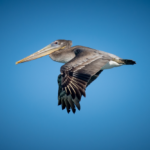 Monterey Bay Eco Tour, brown pelican in flight, wildlife viewing