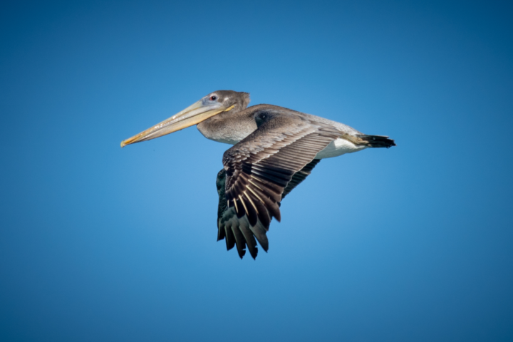 Monterey Bay Eco Tour, brown pelican in flight, wildlife viewing