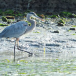An elegant Great Blue Heron leisurely explores the serene shoreline of Elkhorn Slough, its tall, slender form reflecting in the calm waters.