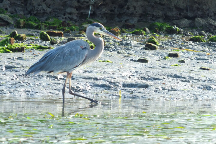 An elegant Great Blue Heron leisurely explores the serene shoreline of Elkhorn Slough, its tall, slender form reflecting in the calm waters.