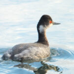 An Eared Grebe serenely swims through the tranquil waters of Elkhorn Slough, its non-breeding plumage exhibiting a more subdued appearance. While lacking the vibrant hues of breeding season, this graceful waterfowl exudes an understated elegance. The absence of bold colors is replaced by a subtle charm, as the Eared Grebe harmoniously coexists with other wildlife in this pristine sanctuary, showcasing the wonders of nature's diverse cycles.