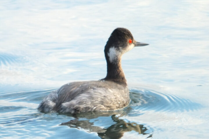An Eared Grebe serenely swims through the tranquil waters of Elkhorn Slough, its non-breeding plumage exhibiting a more subdued appearance. While lacking the vibrant hues of breeding season, this graceful waterfowl exudes an understated elegance. The absence of bold colors is replaced by a subtle charm, as the Eared Grebe harmoniously coexists with other wildlife in this pristine sanctuary, showcasing the wonders of nature's diverse cycles.