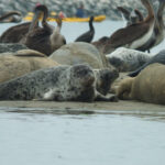 A picturesque scene unfolds on the sandy shores of Elkhorn Slough as a vibrant group of harbor seals bask in the sun's warm embrace. The beach becomes their sanctuary, where tranquility and camaraderie blend harmoniously. With their sleek, silver-gray bodies and soulful eyes, the seals form a captivating tableau against the backdrop of azure waters and rolling dunes. Each seal finds its own cozy spot amidst the grains of sand, their glistening fur blending effortlessly with the earthy hues. Some lie lazily, their bodies curving with ease, while others engage in playful shenanigans, flipping and flopping with youthful exuberance. A chorus of gentle grunts and muffled barks fills the air, an expression of their contentment and shared joy.