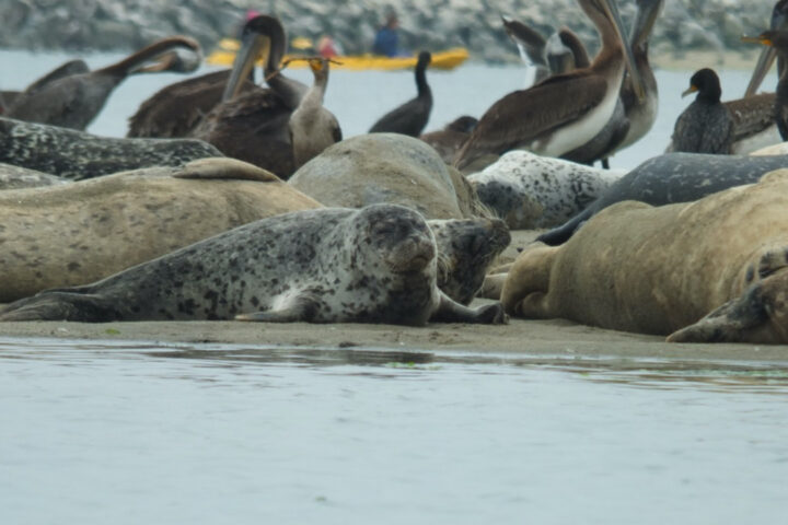 A picturesque scene unfolds on the sandy shores of Elkhorn Slough as a vibrant group of harbor seals bask in the sun's warm embrace. The beach becomes their sanctuary, where tranquility and camaraderie blend harmoniously. With their sleek, silver-gray bodies and soulful eyes, the seals form a captivating tableau against the backdrop of azure waters and rolling dunes. Each seal finds its own cozy spot amidst the grains of sand, their glistening fur blending effortlessly with the earthy hues. Some lie lazily, their bodies curving with ease, while others engage in playful shenanigans, flipping and flopping with youthful exuberance. A chorus of gentle grunts and muffled barks fills the air, an expression of their contentment and shared joy.
