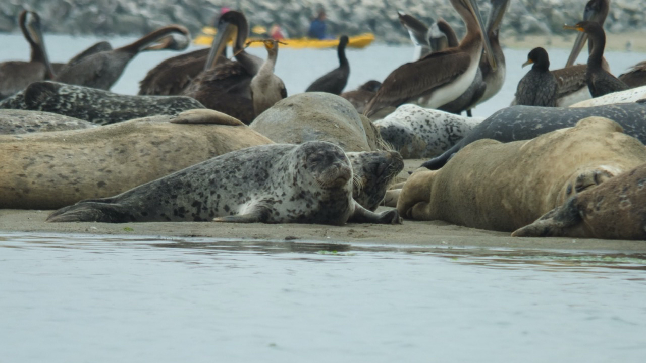 A picturesque scene unfolds on the sandy shores of Elkhorn Slough as a vibrant group of harbor seals bask in the sun's warm embrace. The beach becomes their sanctuary, where tranquility and camaraderie blend harmoniously. With their sleek, silver-gray bodies and soulful eyes, the seals form a captivating tableau against the backdrop of azure waters and rolling dunes. Each seal finds its own cozy spot amidst the grains of sand, their glistening fur blending effortlessly with the earthy hues. Some lie lazily, their bodies curving with ease, while others engage in playful shenanigans, flipping and flopping with youthful exuberance. A chorus of gentle grunts and muffled barks fills the air, an expression of their contentment and shared joy.