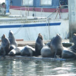 A group of relaxed sea lions basking on a dock at Moss Landing Harbor.