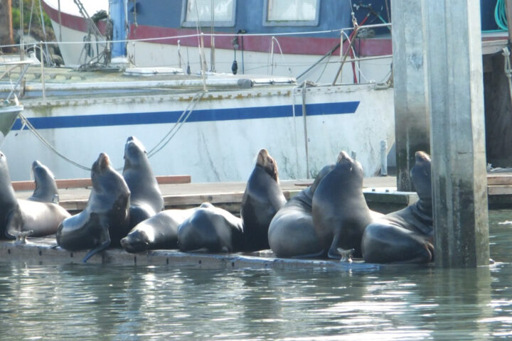 A group of relaxed sea lions basking on a dock at Moss Landing Harbor.