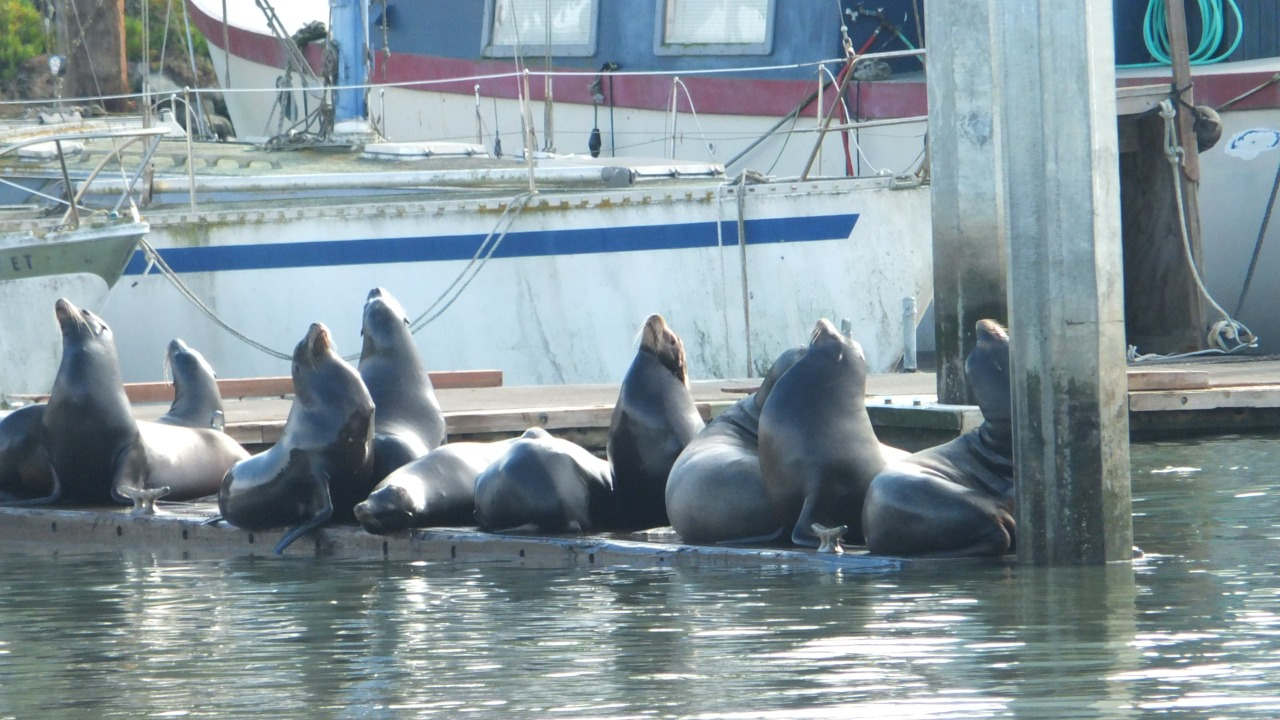 A group of relaxed sea lions basking on a dock at Moss Landing Harbor.