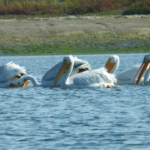 In tranquil waters, a group of magnificent white pelicans gracefully navigate the depths below. Their sleek bodies glide effortlessly, creating ripples that blend with the surrounding reflections. With webbed feet propelling them forward, they move in perfect synchronization, their streamlined forms cutting through the calm surface. The sunlight dances upon their pristine feathers, accentuating the purity of their presence. As they swim, their serene demeanor and unwavering focus reveal a captivating scene of harmony and serenity. Witness the grace of these white pelicans as they embrace the tranquility of their aquatic sanctuary.