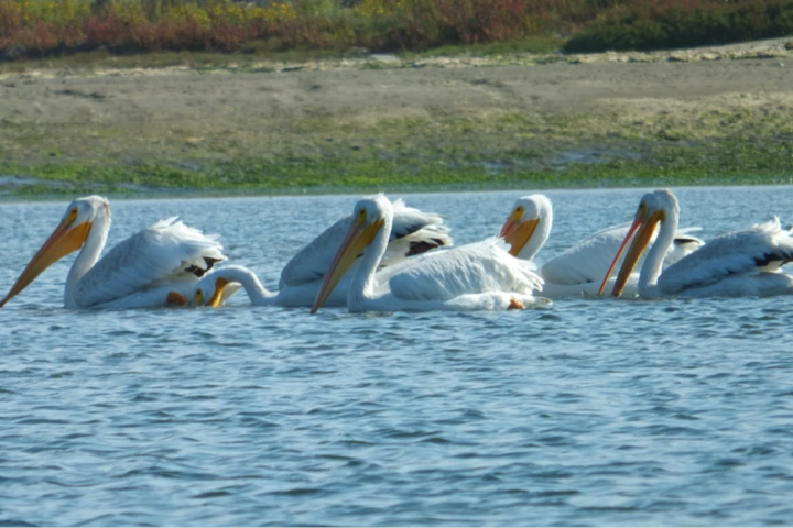 In tranquil waters, a group of magnificent white pelicans gracefully navigate the depths below. Their sleek bodies glide effortlessly, creating ripples that blend with the surrounding reflections. With webbed feet propelling them forward, they move in perfect synchronization, their streamlined forms cutting through the calm surface. The sunlight dances upon their pristine feathers, accentuating the purity of their presence. As they swim, their serene demeanor and unwavering focus reveal a captivating scene of harmony and serenity. Witness the grace of these white pelicans as they embrace the tranquility of their aquatic sanctuary.