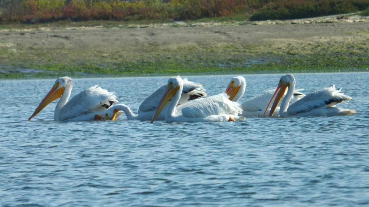 In tranquil waters, a group of magnificent white pelicans gracefully navigate the depths below. Their sleek bodies glide effortlessly, creating ripples that blend with the surrounding reflections. With webbed feet propelling them forward, they move in perfect synchronization, their streamlined forms cutting through the calm surface. The sunlight dances upon their pristine feathers, accentuating the purity of their presence. As they swim, their serene demeanor and unwavering focus reveal a captivating scene of harmony and serenity. Witness the grace of these white pelicans as they embrace the tranquility of their aquatic sanctuary.