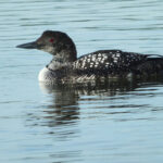 Behold the magnificent transformation! A graceful Common Loon, adorned in vibrant breeding plumage, prepares for its remarkable journey. As part of its annual migration along the awe-inspiring Pacific Flyway, this avian marvel makes a momentous stopover at the enchanting Elkhorn Slough