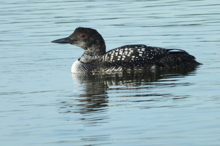 Behold the magnificent transformation! A graceful Common Loon, adorned in vibrant breeding plumage, prepares for its remarkable journey. As part of its annual migration along the awe-inspiring Pacific Flyway, this avian marvel makes a momentous stopover at the enchanting Elkhorn Slough