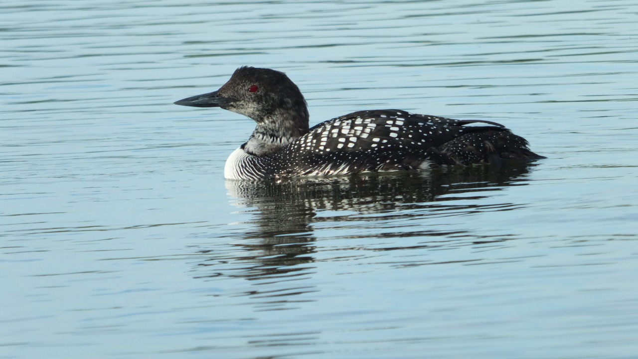 Behold the magnificent transformation! A graceful Common Loon, adorned in vibrant breeding plumage, prepares for its remarkable journey. As part of its annual migration along the awe-inspiring Pacific Flyway, this avian marvel makes a momentous stopover at the enchanting Elkhorn Slough