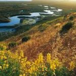 This mesmerizing aerial perspective captures the essence of Elkhorn Slough in all its splendor. The meandering waterways twist and turn like a living canvas, reflecting the soft light of the sun. The foreground is adorned with a brilliant display of bright yellow lupine, spreading across the land like a golden carpet. These vibrant wildflowers add a pop of color and charm to the tranquil scene, attracting bees and butterflies, completing the picturesque landscape. This captivating image invites you to savor the beauty of untouched nature and appreciate the delicate harmony between water and flora in this sanctuary of natural wonder.