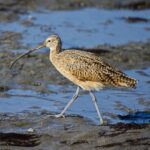 A magnificent long-billed curlew gracefully navigates the shallow waters, its slender silhouette accentuated against the vibrant backdrop. With its slender legs partially submerged, the curlew moves delicately, its long, curved bill poised to probe the depths for hidden treasures. The bird's elegant form blends harmoniously with the serene surroundings, while its extended neck hints at its keen focus and unwavering determination. As the curlew forages, ripples form around its slender body, creating a captivating dance with nature's liquid canvas.