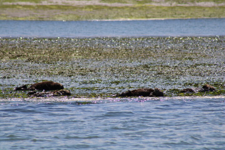 A captivating image showcasing a group of playful otters, tightly nestled in a lush blanket of vibrant eel grass. In stark contrast to their usual affinity for kelp, these otters find solace and comfort amidst the intricately woven strands of eel grass. This serene moment unfolds against the backdrop of the Monterey Bay Aquarium, offering a delightful juxtaposition of the otters' natural habitat and their curious exploration of an alternative aquatic environment.