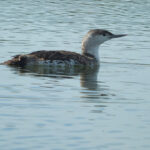 A Red-Throated Loon glides gracefully through the serene waters of Elkhorn Slough, its elegant form a testament to the beauty of this coastal habitat.