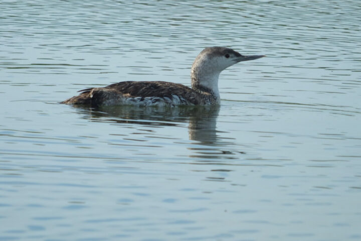 A Red-Throated Loon glides gracefully through the serene waters of Elkhorn Slough, its elegant form a testament to the beauty of this coastal habitat.